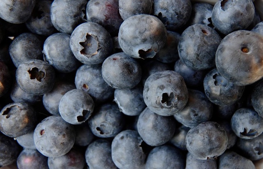 Close-up of fresh ripe blueberries with their natural silvery bloom