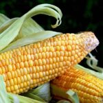 Corn