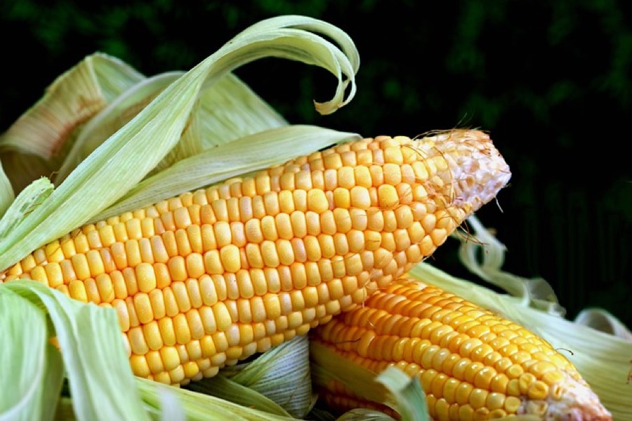 Fresh sweetcorn cobs with their green husks partly peeled back