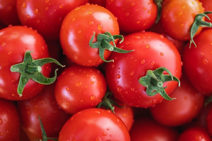 Close-up of ripe red tomatoes with water droplets on their skin