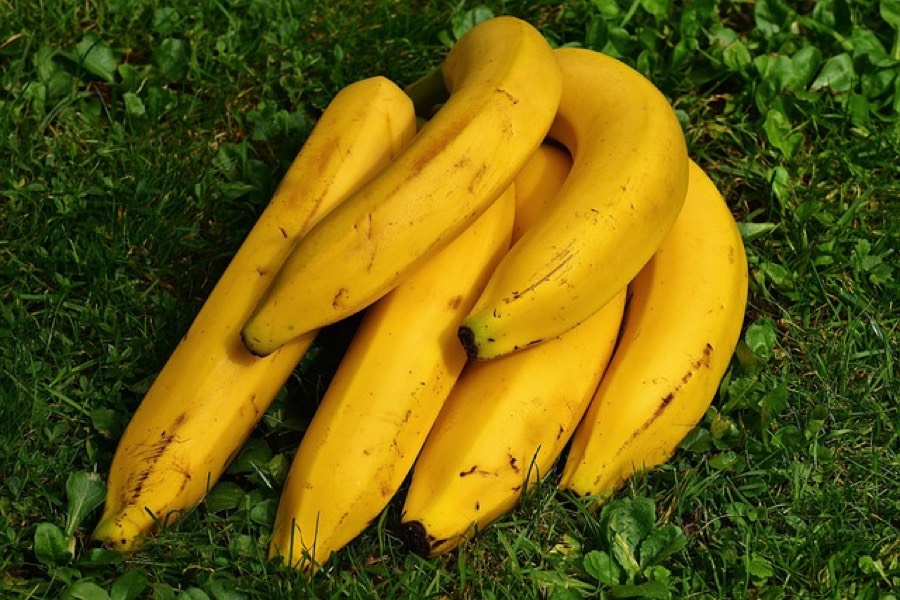 A bunch of ripe yellow bananas with brown freckles on the skin, resting on grass