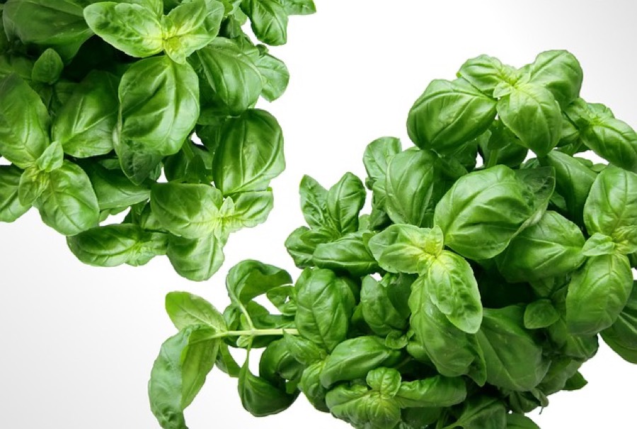 Two bunches of fresh green sweet basil leaves on a white background