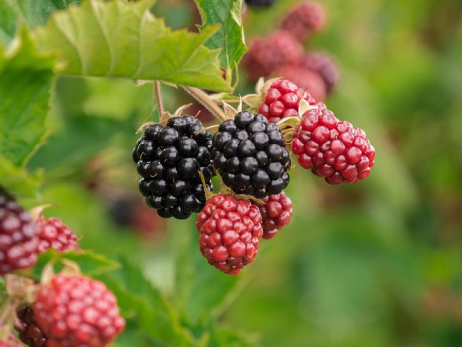 Ripe black and unripe red blackberries growing on a bramble