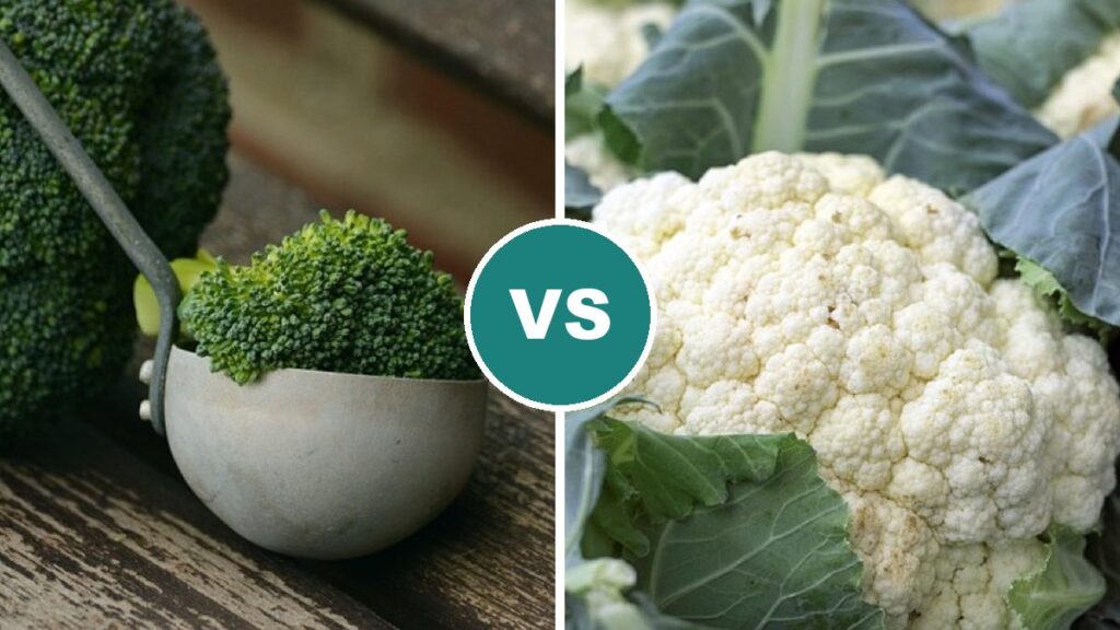 Broccoli vs Cauliflower
