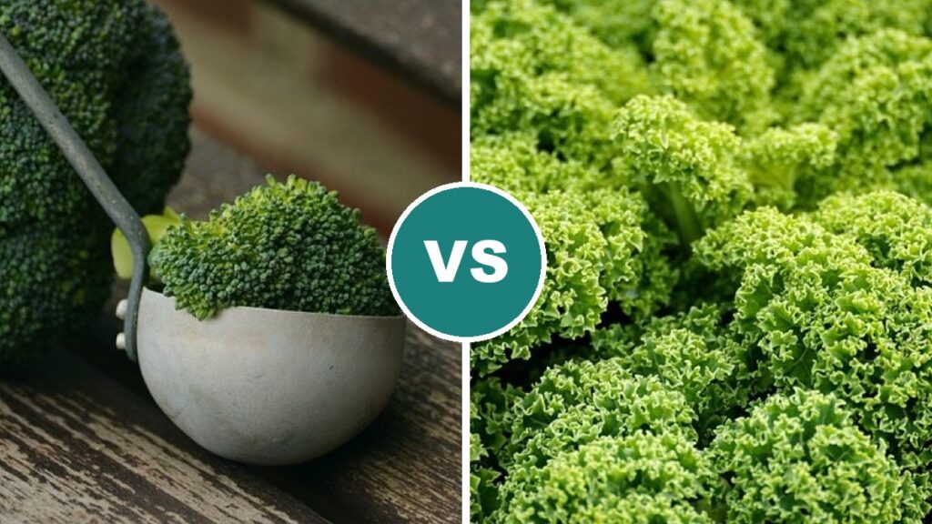Broccoli vs Kale