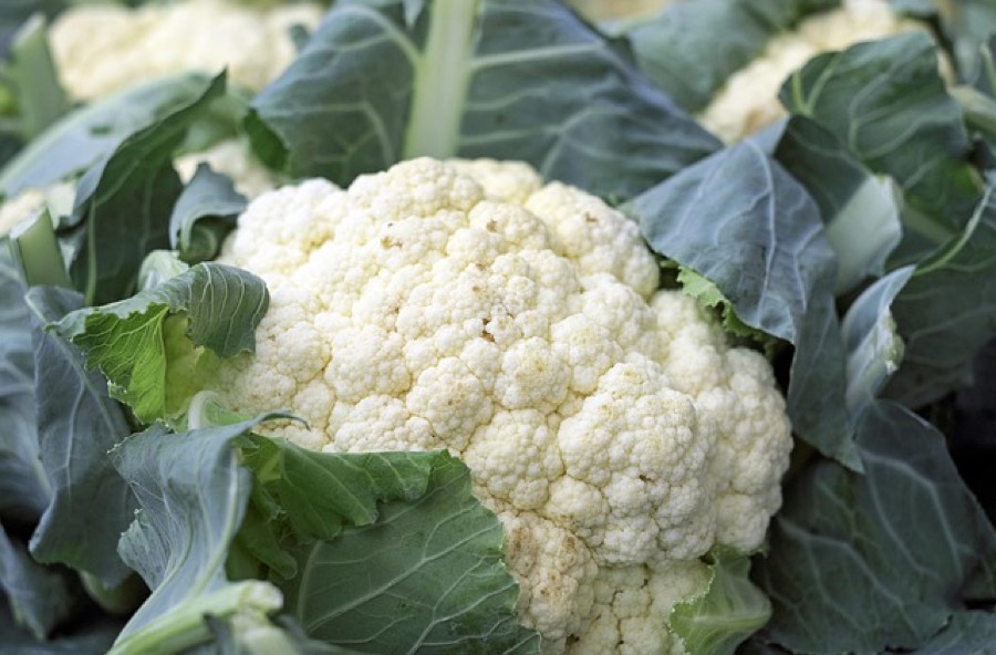 Fresh white cauliflower head surrounded by its green leaves