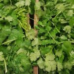 Cilantro