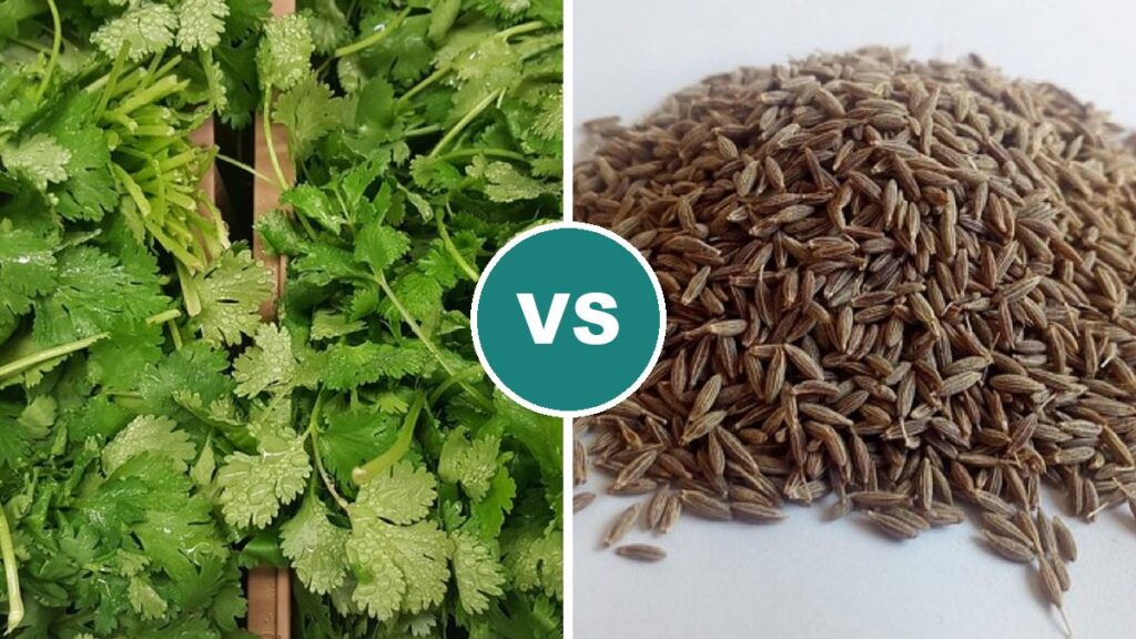 Cilantro vs Cumin