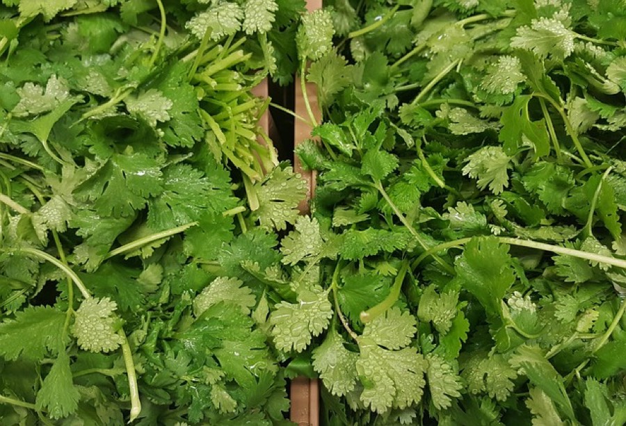 Fresh cilantro leaves piled in a market crate, still damp