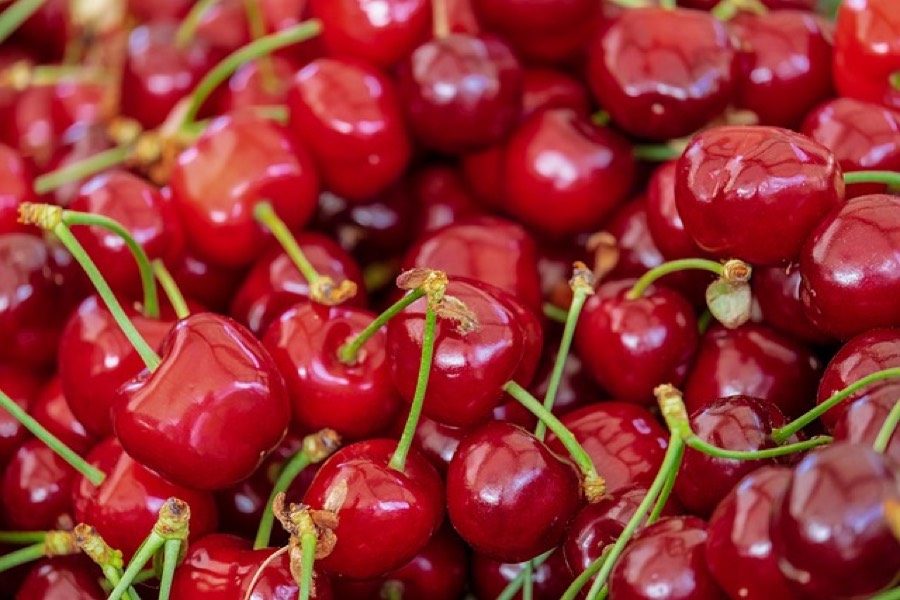 Fresh red sweet cherries with green stems piled together
