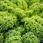 Kale