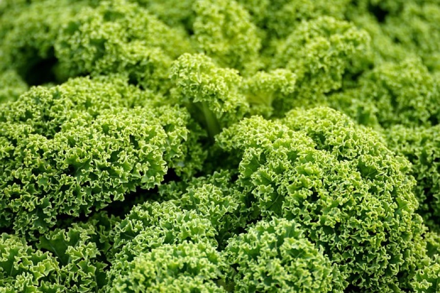 Close-up of fresh curly kale leaves with ruffled edges