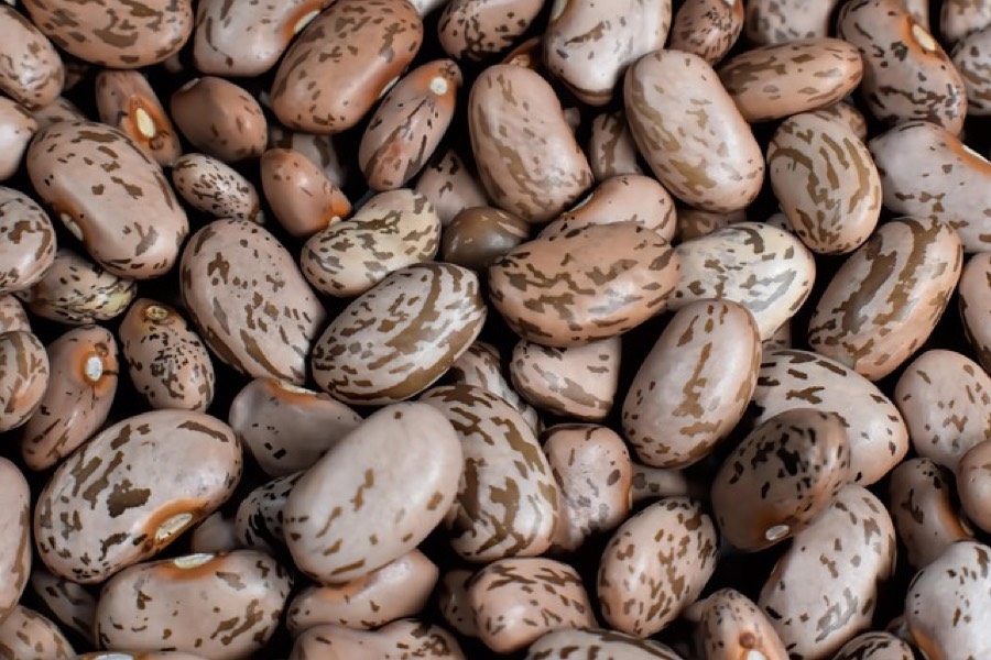 Dried pinto beans with speckled brown and cream skins, seen close up