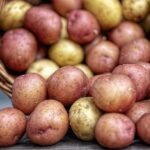 Potato