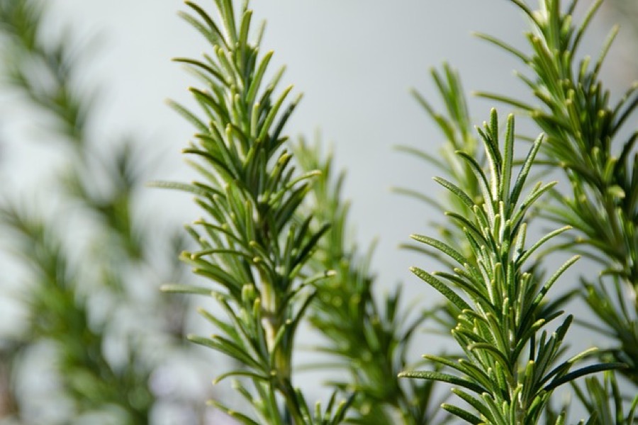Fresh rosemary sprigs with narrow green needle-shaped leaves