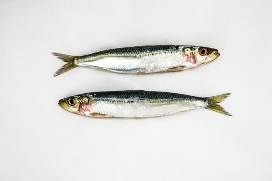 Two fresh raw sardines on a plain white background