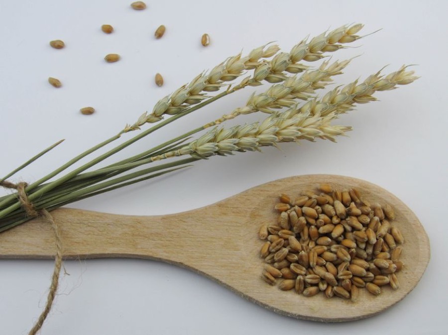 Wheat grains on a wooden spoon beside a bundle of wheat ears
